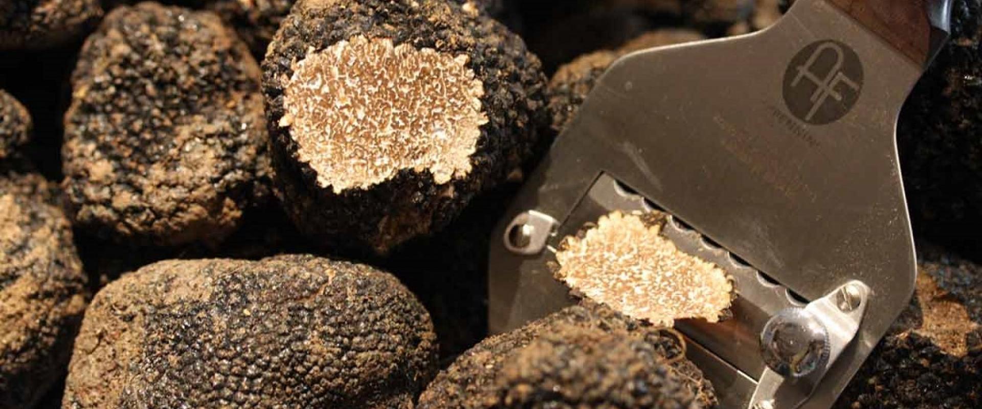 Hunting black truffles from Norcia