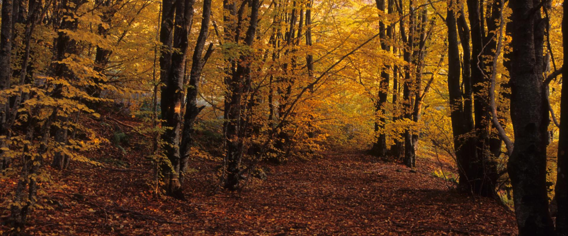 Guided Suggestive in Garfagnana woods by night