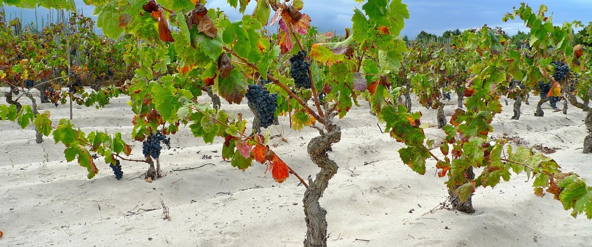 wineyard in sardinia