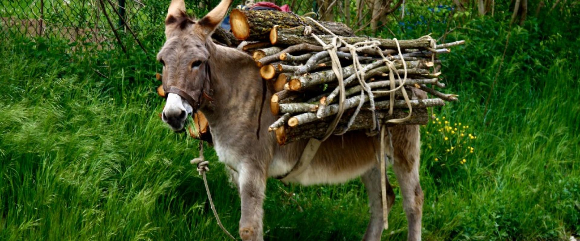 Hiking experience with donkey in the Capestrano valley