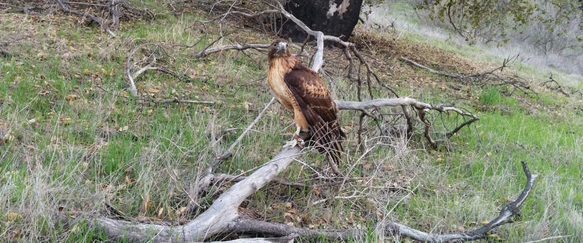 Falconer for a Day