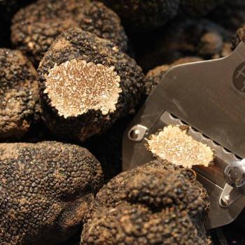 Hunting black truffles from Norcia