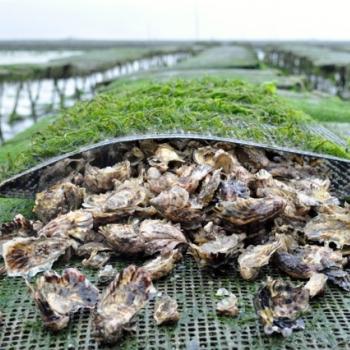 Visit of the mussels farm in Liguria