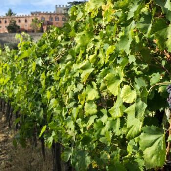 xcursion in the winery Castello di Brolio in Chianti area with visit of the cellar